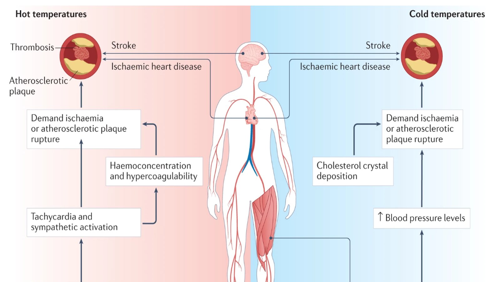 diagram explaining the pathophysiological pathways involved in mediating effects of temperature on cardiovascular disease
