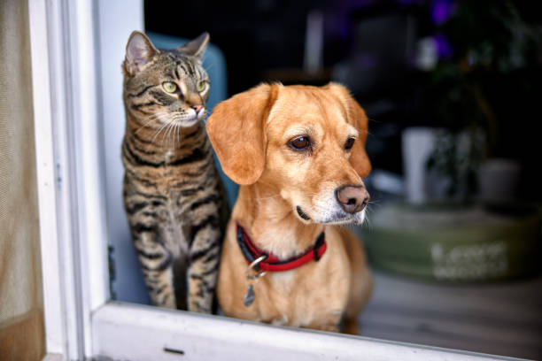 Cat and Dog