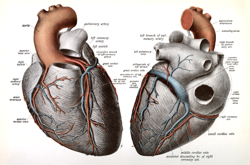 Anatomical Drawing of the Heart