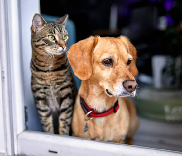 Cat and Dog