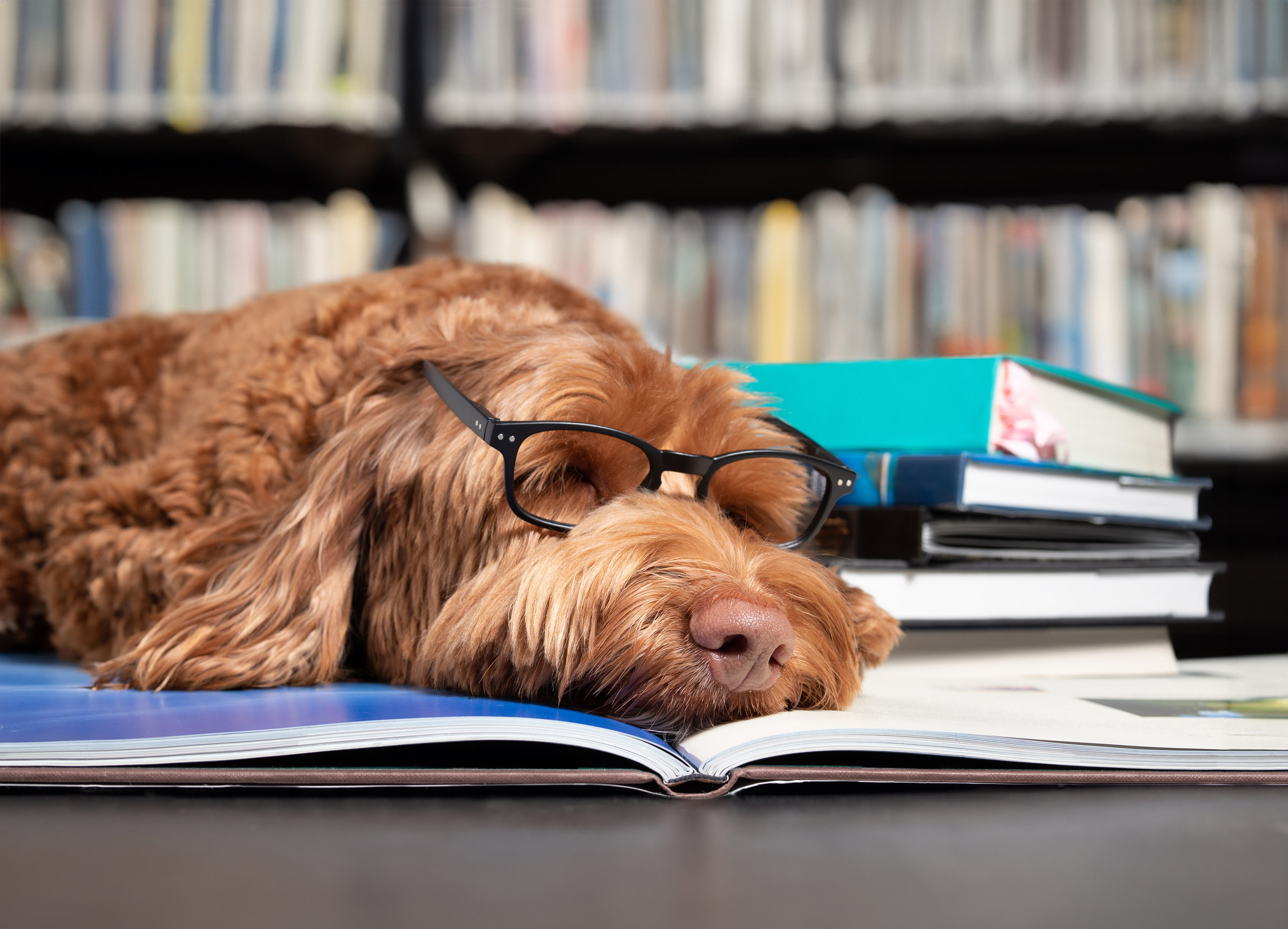 Puppy Studying