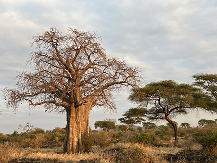 Baobab Tree, Tanzania
