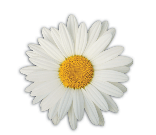 image of a white daisy with yellow center, part of DAISY Award's logo