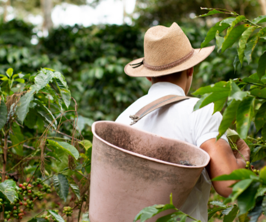 A man carries a basket on his back as he walks through a coffee field.