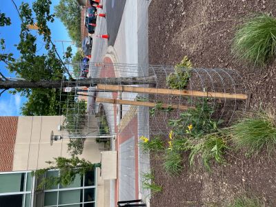 Image of new tree planting