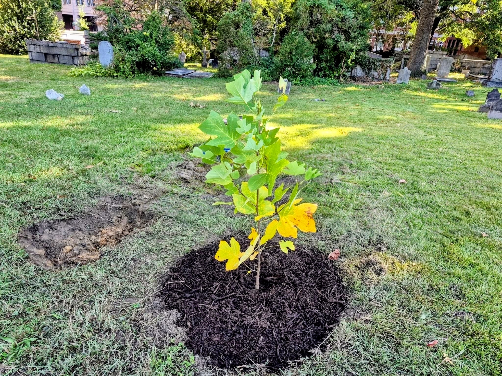 picture of small tree