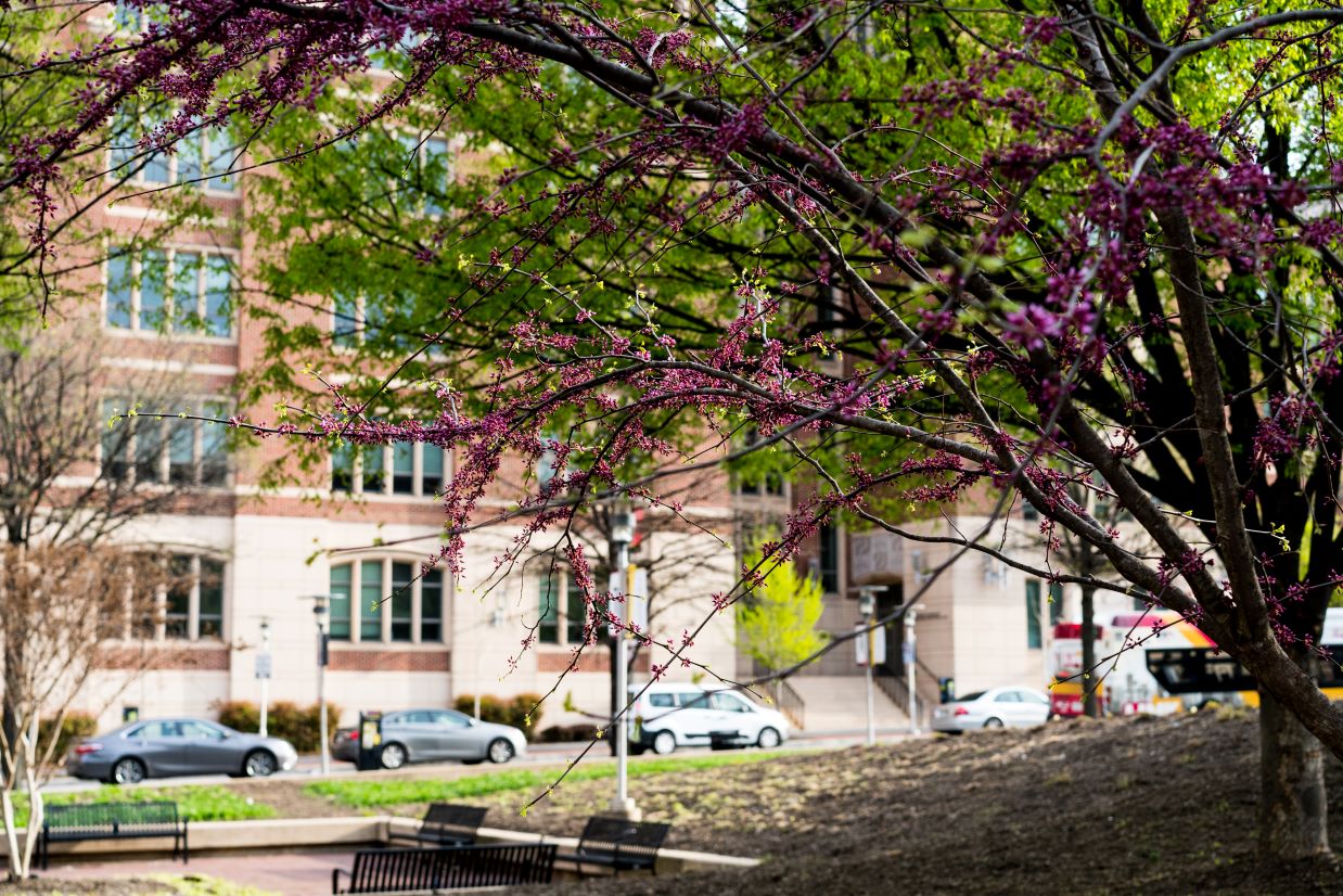 Tree with spring blooms in from of the law school building