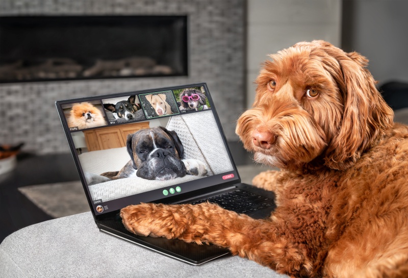 A fluffy brown dog looks at a laptop displaying a video call with four other dogs. The scene is playful, suggesting a humorous tone.