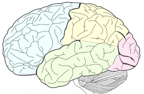 brain sectioned off in pastel blue, yellow, green and pink