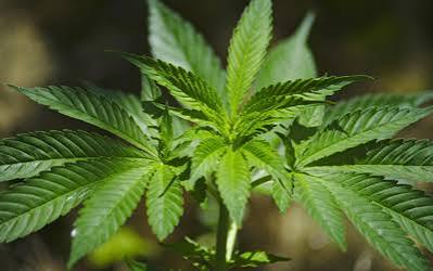 cannabis program