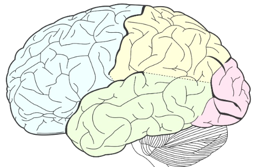 brain with different sections in light blue, yellow, green, and pink