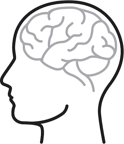 drawing of a head showing the brain