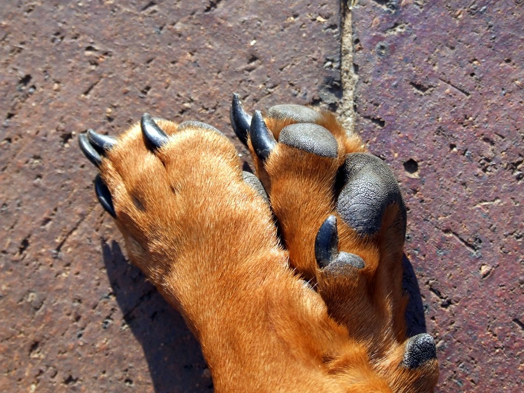 dog paws