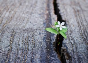 flower Growing through crack in the road