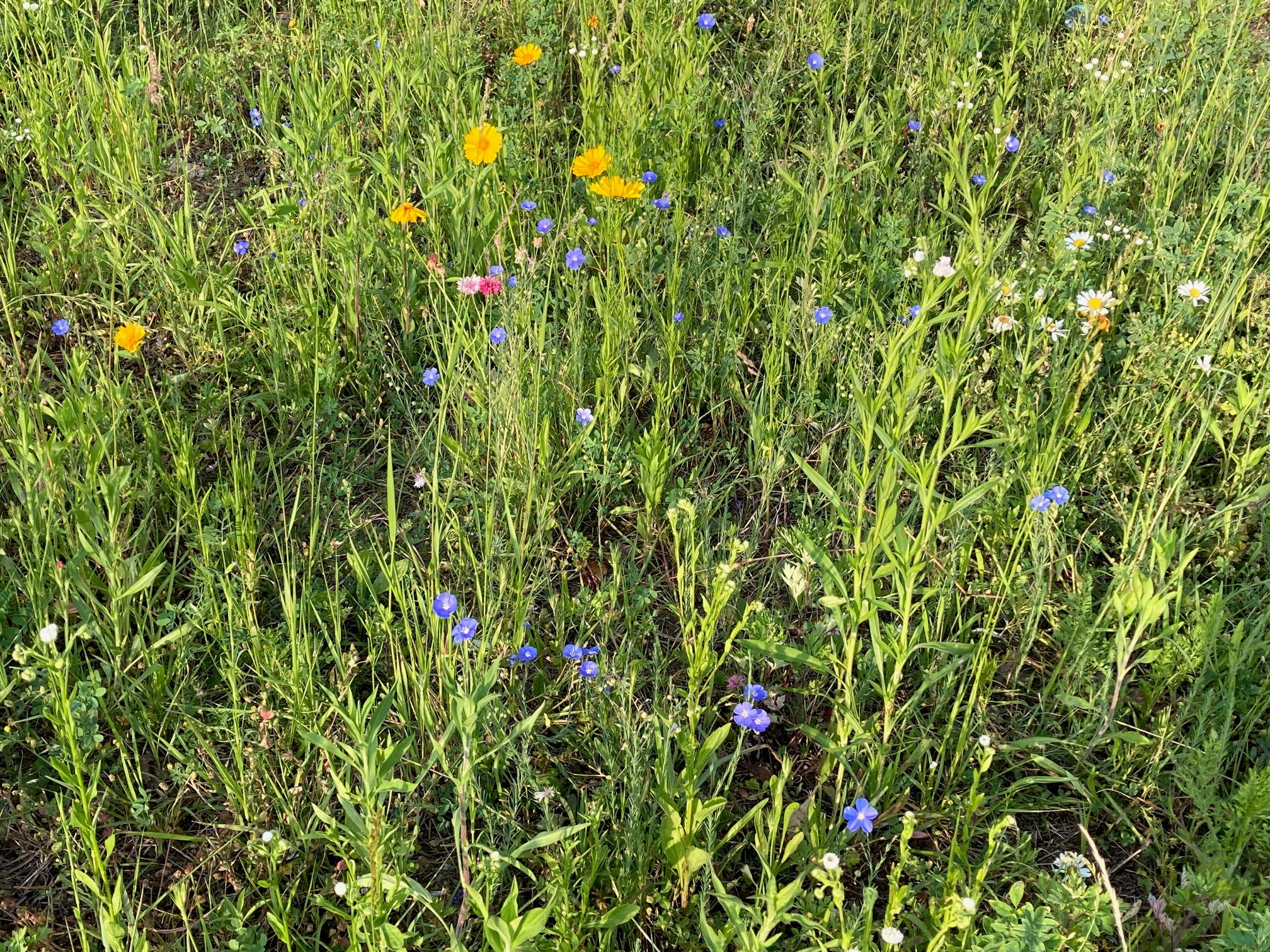 Image depicts various blooming flowers in a newly cultivated wildflower meadow at UMB.