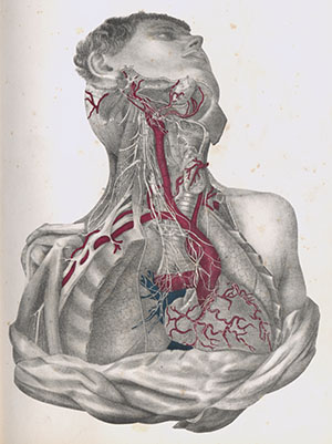 Hand-drawn image of a torso exposing the ribs, veins, and heart. 