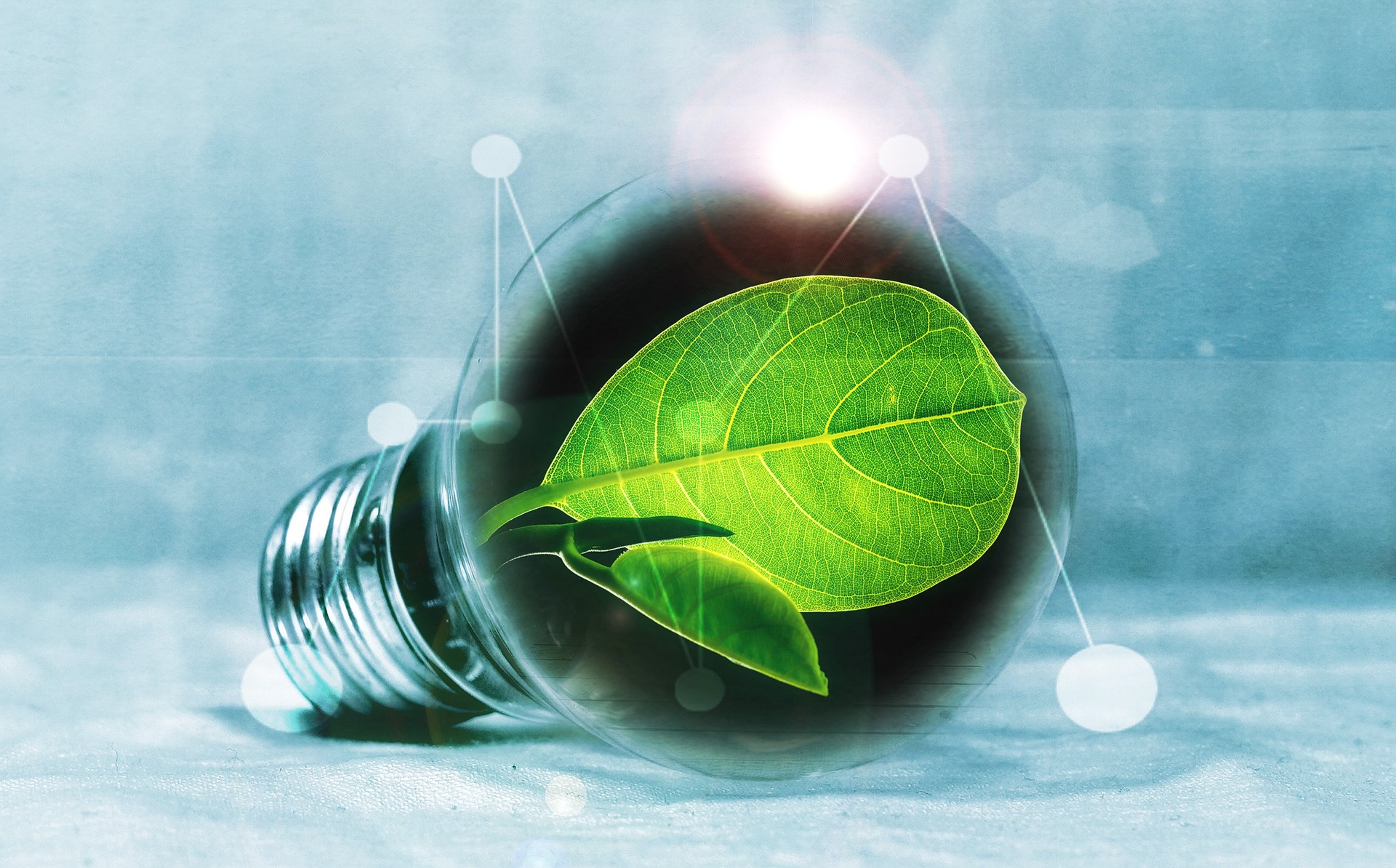 A green plant inside a light bulb to represent the growing of ideas