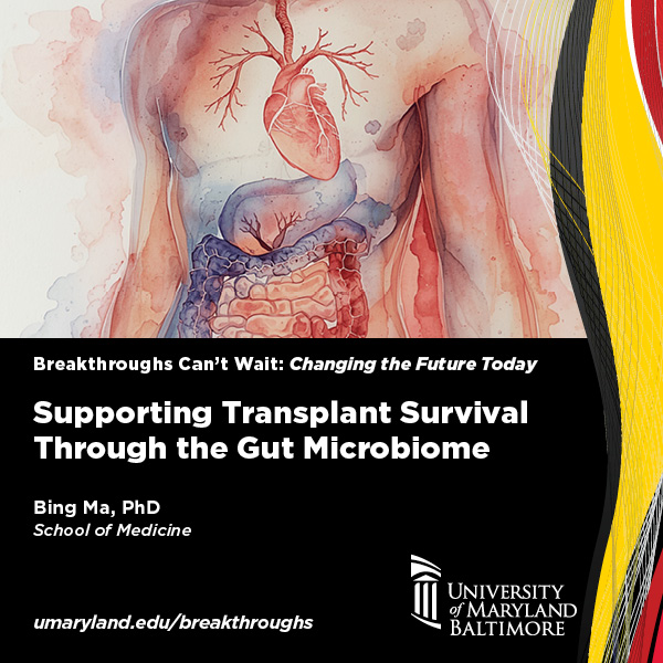 graphic of gut; Breakthroughs Can't Wait; Supporting Transplant Survival Through the Gut Microbiome; Bing Ma, PhD, School of Medicine