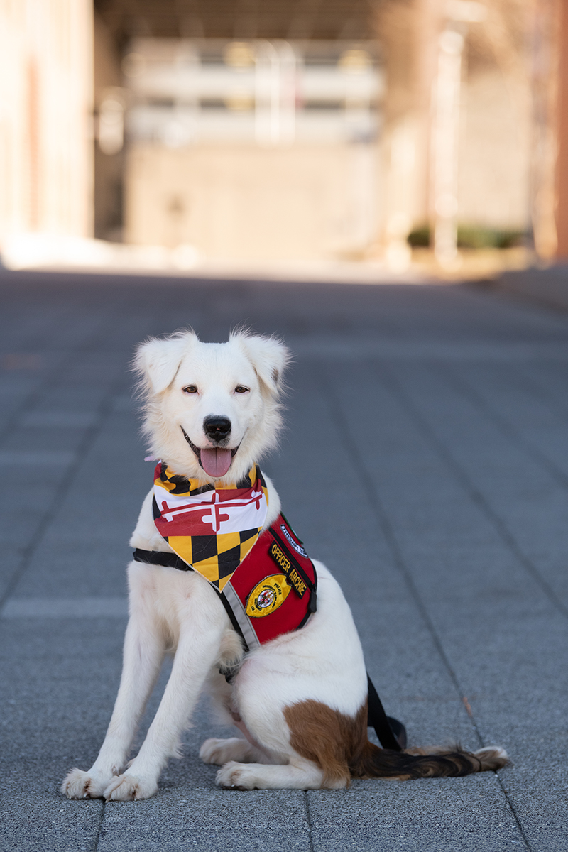 Comfort K-9 Archie wearing a red vest and Maryland flag bandana