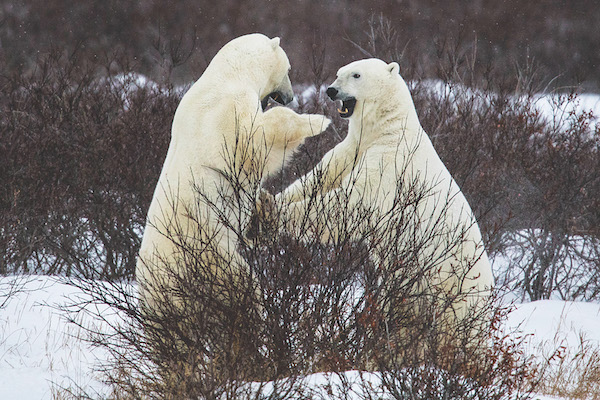 photograph of polar bears fighting or playing in snow