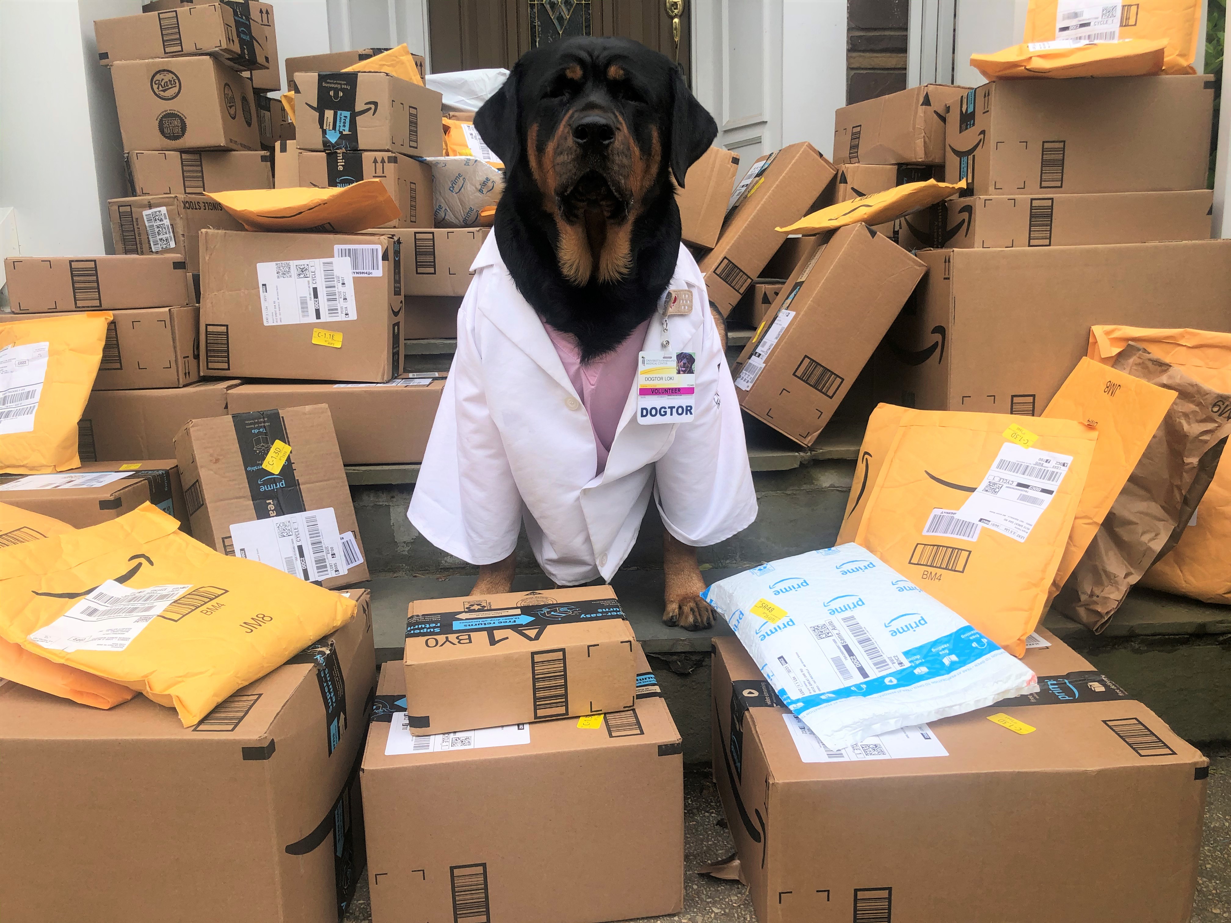 Therapy dog Dogtor Loki surrounded by items for Healing Hero Kits.