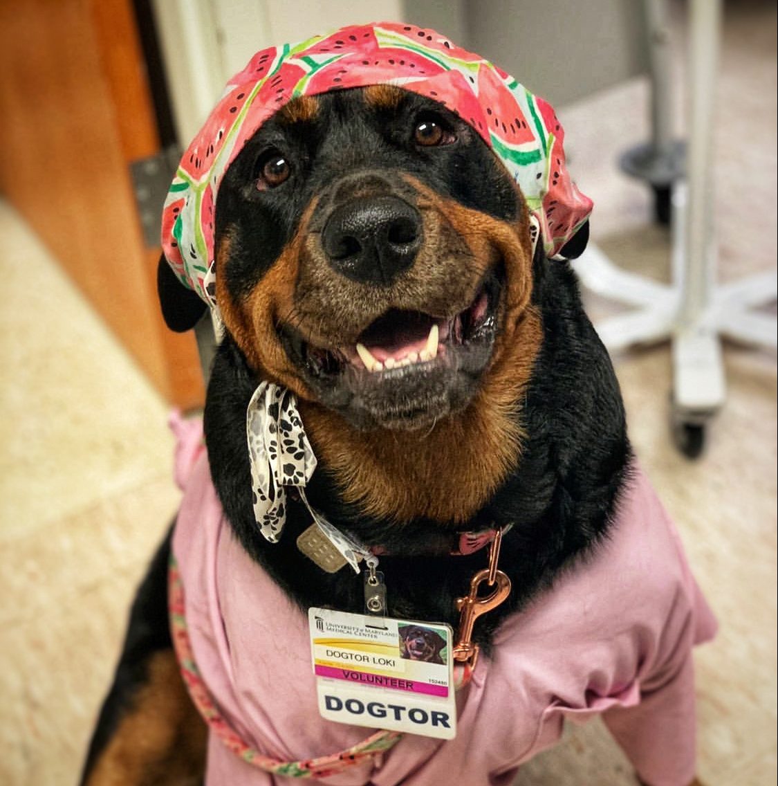 Therapy dog Dogtor Loki in pink scrubs