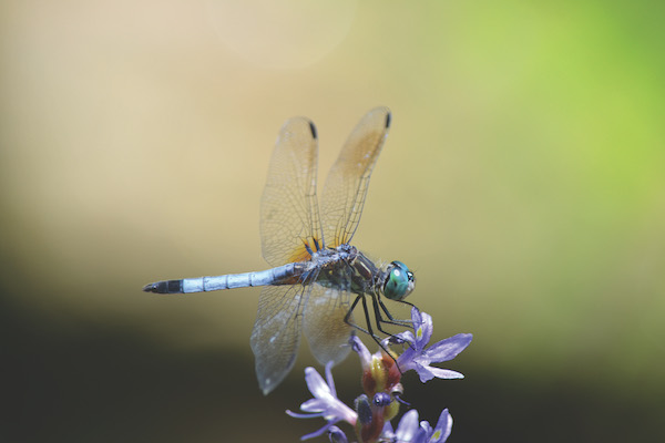 closeup of blue dragonfly with wings, green background