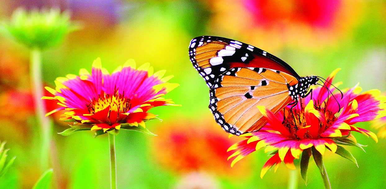 flowers with butterfly on them