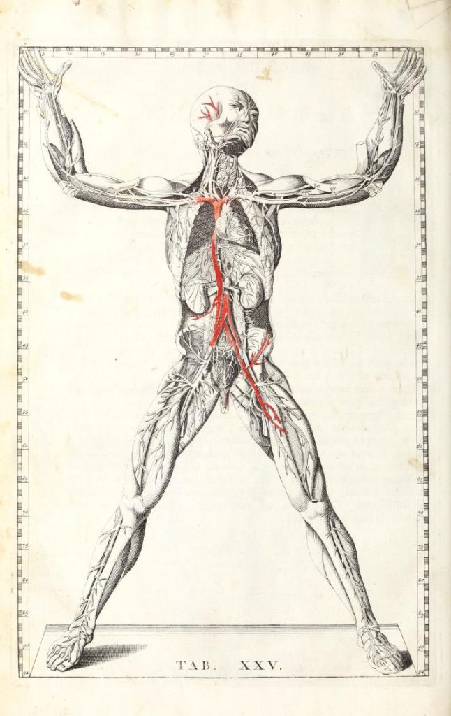 Table 25 in Bartolomeo Eustachi’s Tabulae Anatomicae
